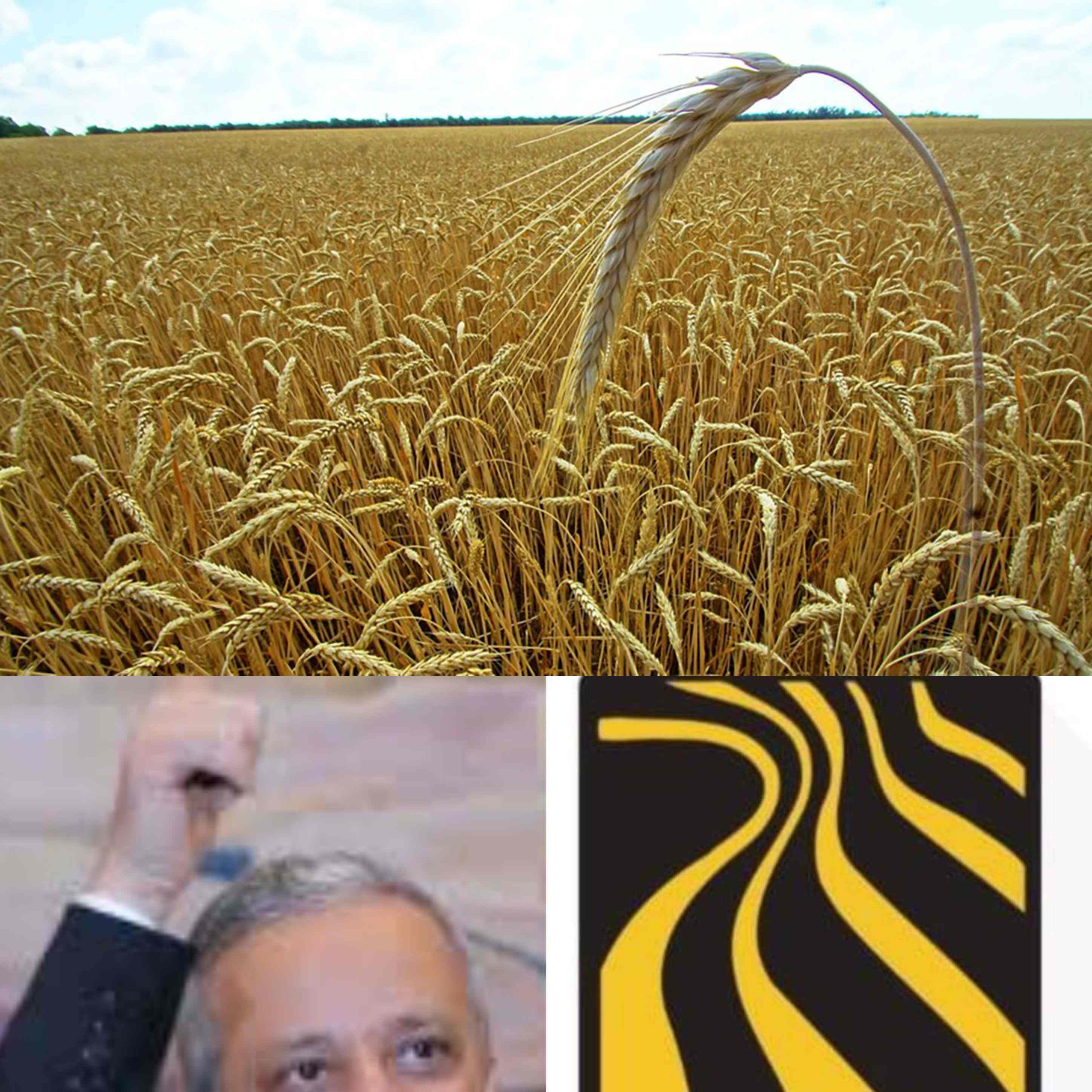 عاجل مجموعة هائل سعيد تتلقى صفعة مدويه بعد إعلان الهند استثناء اليمن من قرار حظر تصدير القمح